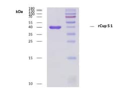Novus Biologicals&nbsp;Recombinant Plant Cup s 1 Protein